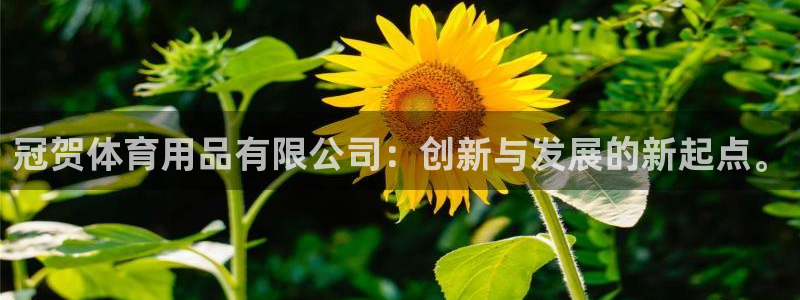 征途国际是干嘛的公司：冠贺体育用品有限公司：创新与发展的新起